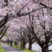 ヒメ日記 2026/04/01 07:48 投稿 かおり 人妻花かんざし