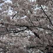 ヒメ日記 2026/04/01 16:54 投稿 かおり 人妻花かんざし