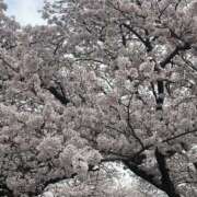 ヒメ日記 2026/04/02 18:25 投稿 かおり 人妻花かんざし