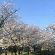 ヒメ日記 2026/04/03 08:08 投稿 かおり 人妻花かんざし