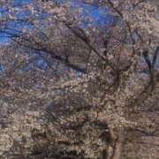 ヒメ日記 2026/04/04 16:25 投稿 かおり 人妻花かんざし