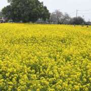 ヒメ日記 2026/04/05 17:21 投稿 かおり 人妻花かんざし