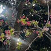 ヒメ日記 2026/04/06 08:03 投稿 かおり 人妻花かんざし