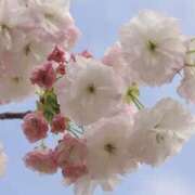 ヒメ日記 2026/04/09 19:54 投稿 かおり 人妻花かんざし