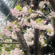 ヒメ日記 2026/04/10 08:10 投稿 かおり 人妻花かんざし