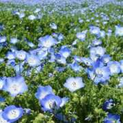 ヒメ日記 2026/04/11 08:55 投稿 かおり 人妻花かんざし