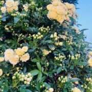 ヒメ日記 2026/04/12 19:23 投稿 かおり 人妻花かんざし