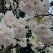 ヒメ日記 2026/04/13 20:07 投稿 かおり 人妻花かんざし