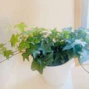 ヒメ日記 2026/04/16 08:42 投稿 かおり 人妻花かんざし