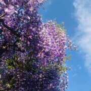 ヒメ日記 2026/04/16 18:45 投稿 かおり 人妻花かんざし