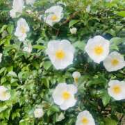 ヒメ日記 2026/04/18 19:28 投稿 かおり 人妻花かんざし