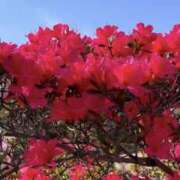 ヒメ日記 2026/04/20 19:48 投稿 かおり 人妻花かんざし