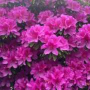 ヒメ日記 2026/04/27 18:23 投稿 かおり 人妻花かんざし