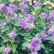 ヒメ日記 2026/05/10 20:37 投稿 かおり 人妻花かんざし