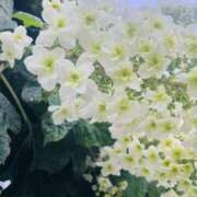 ヒメ日記 2026/05/21 17:12 投稿 かおり 人妻花かんざし