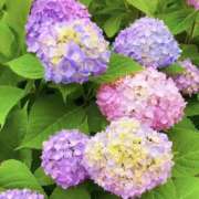 ヒメ日記 2026/06/14 16:03 投稿 かおり 人妻花かんざし