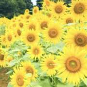 ヒメ日記 2026/08/23 18:37 投稿 かおり 人妻花かんざし