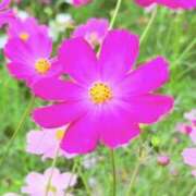 ヒメ日記 2026/10/09 14:33 投稿 かおり 人妻花かんざし