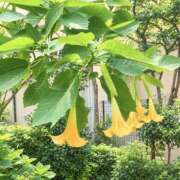 ヒメ日記 2026/10/10 17:37 投稿 かおり 人妻花かんざし