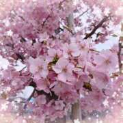 ヒメ日記 2025/03/14 11:22 投稿 みさき 人妻花かんざし