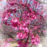 ヒメ日記 2026/03/20 15:46 投稿 みさき 人妻花かんざし