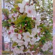 ヒメ日記 2026/03/30 17:27 投稿 みさき 人妻花かんざし