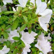 ヒメ日記 2026/04/14 10:06 投稿 みさき 人妻花かんざし