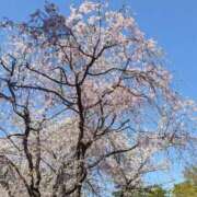 ヒメ日記 2025/04/09 19:34 投稿 岩本 鶯谷人妻城