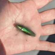 ヒメ日記 2025/06/25 09:44 投稿 岩本 鶯谷人妻城