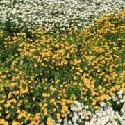 ヒメ日記 2025/07/06 22:11 投稿 くれあ GODZUMA（ゴッヅマ）