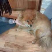 ヒメ日記 2025/07/14 00:43 投稿 くれあ GODZUMA（ゴッヅマ）