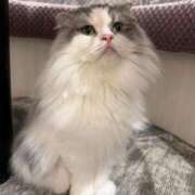 ヒメ日記 2025/07/21 11:48 投稿 くれあ GODZUMA（ゴッヅマ）