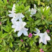 ヒメ日記 2025/05/09 07:31 投稿 みずき 大宮おかあさん