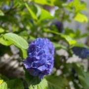 瑠璃 紫陽花の季節 角海老宮殿