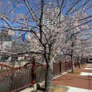 ヒメ日記 2026/03/24 10:06 投稿 瑠璃 角海老宮殿