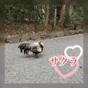 ヒメ日記 2025/12/31 23:05 投稿 サクラ 谷町人妻ゴールデン倶楽部