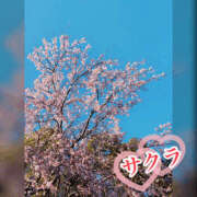 ヒメ日記 2026/03/31 23:40 投稿 サクラ 谷町人妻ゴールデン倶楽部