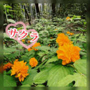 ヒメ日記 2026/04/14 23:05 投稿 サクラ 谷町人妻ゴールデン倶楽部