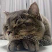 ヒメ日記 2025/01/14 11:48 投稿 勝ち戦❗️時代はマワル グッドスマイル