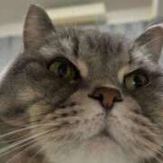 ヒメ日記 2025/03/31 17:33 投稿 勝ち戦❗️時代はマワル グッドスマイル