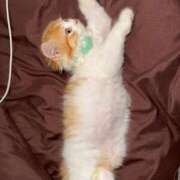 ヒメ日記 2025/12/11 21:28 投稿 りみ Gossip girl成田店