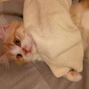 ヒメ日記 2026/02/06 21:29 投稿 りみ Gossip girl成田店