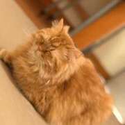 ヒメ日記 2026/04/04 01:30 投稿 りみ Gossip girl成田店