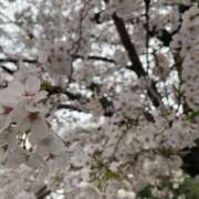 ヒメ日記 2025/04/12 08:04 投稿 ぐみ マリンマリン