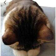 こまち お休みです リッチドールパート2梅田店