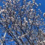 ヒメ日記 2026/04/23 17:20 投稿 れもん ビデオdeはんど すすきの校