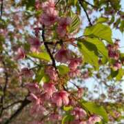 丸山えみ 昨日のお礼? 五十路マダム　和歌山店