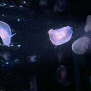 ヒメ日記 2024/12/12 00:18 投稿 このは ぷにぷにプリンセス