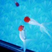 ヒメ日記 2025/03/26 10:58 投稿 このは ぷにぷにプリンセス