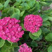 ヒメ日記 2025/07/03 22:22 投稿 このは ぷにぷにプリンセス